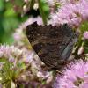 Aglais io